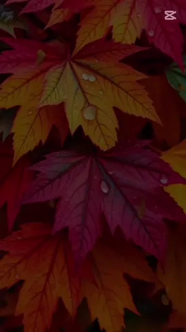 #доброеутро  #🍁🍁🍁🍁🍁 