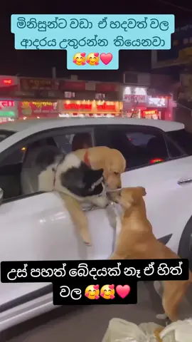 #viralvideo #trending #viralvideo #onemillionaudition #dog ලස්සන බව් මැනිකලා තුනක් 🥰❤❤🥰🥰