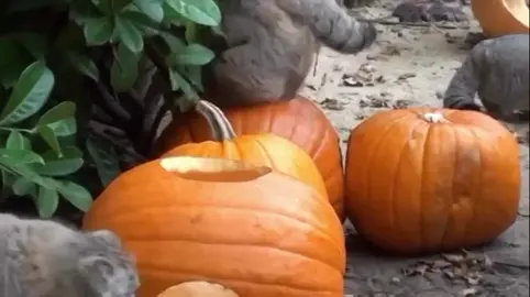 #manul #spooky #cat #derp #cute