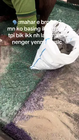 music dambus gh la asa ko e bik🫠 #promomakan1010 #timahbangkabelitung #fyp #bangkabelitung #viral 