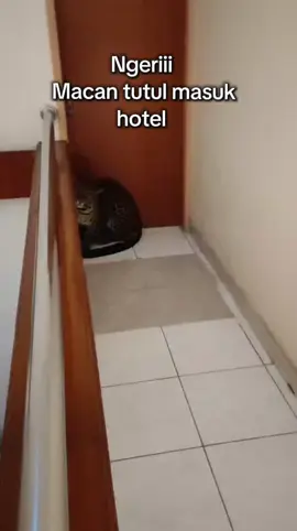 Macan tutul masuk hotel  #macan #macantutul #damkar petugas damkar mengamankan seekor macan tutul yang masuk kamar hotel, diduga macan tutul yang lepas di kebun binatang park zoo