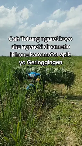 nderedek Kabeh awak e😭#tukangngaret #peternakmuda #fypシ #fyp 