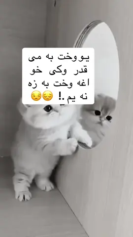 👑#ننګرهار _ همیشه _ بهار #🦂🐍🚬(2060)NGR _ جــااار د34 ولایتونو🫶🏻🐊⛓️🇦🇫پشتون _ تاجک _ ترکمن _ هزاره ازبک _ زنده باد🇦🇫 لــوی _افغانـــــستان _