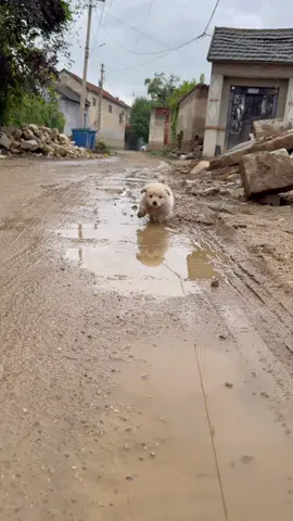 #cute #dog