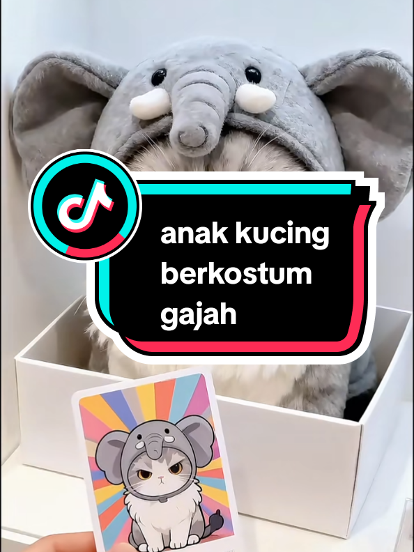 😊😊 #kucinglucu #kucinggemoy #kucingtiktok #200kviews #creatorsearchinsights 