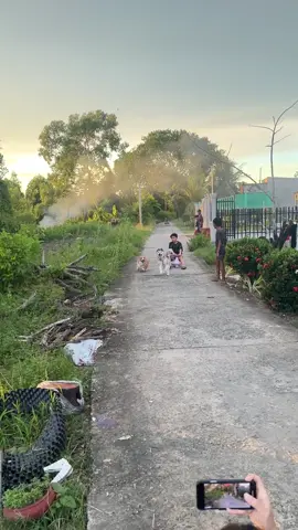 cảnh này thật quen thuộc#husky #bapthui #yuki #luudan #mango 