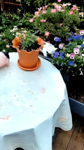 Besen Penanam Sawi, BalangBasuh Sayur, Sawi Mentah Isi Rumah, BaldiSawi Sihat, Kotak Penanam Kacang Soya,Sesuai untuk Penanaman Sawi#fyp #foryou #life #goodthing #tiktokshop 