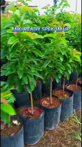 SPEK 1m up rimbun batang segar siap tanam stok melimpah siap dikebunkan #promofreeongkir arah malang MINGGU ini langsung dm admin kami atau WAWA di BIO #promomakan1010 #pusatbibit #tulungagung #alpukat