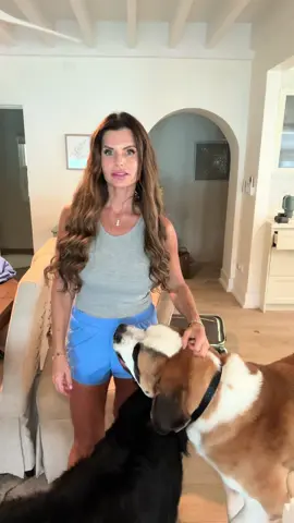 If you wonder how we get our dogs to & from the Bahamas.... here we go❤️ Travel with us from Nassau to Las Vegas✈️  @Hank  #travel #bahamas #nassau #vegas #bernesemountaindog     