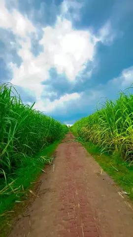 #میرا۔سوہنا۔پنڈ۔ٹھٹھہ۔ضلع۔قصور۔🌾🌲🌱🍂 #AdeelJaat #unfreezemyacount #donotunderreviewmyvideos 