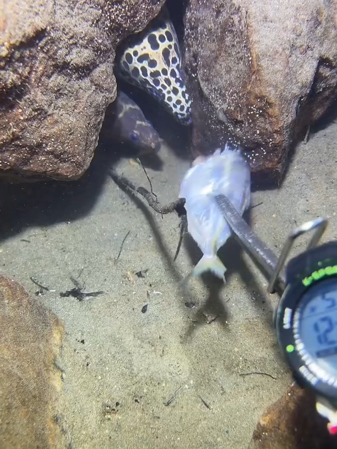 #diving #fishing #eels #crab #lobster #beach #deepsea #catchthesea #nature #sea