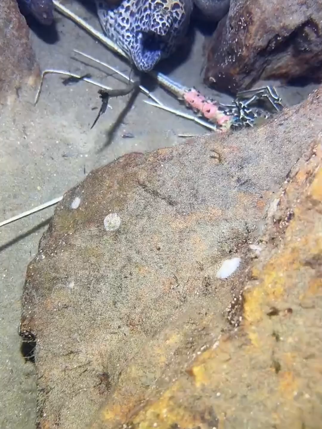 #diving #fishing #eels #crab #lobster #beach #deepsea #catchthesea #nature #sea