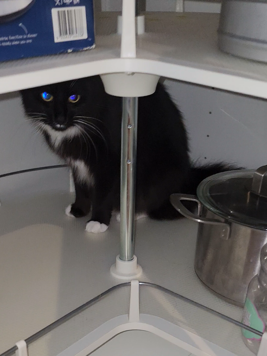 No cupboard will go unexplored #fyp #catsoftiktok #cupboardcat 
