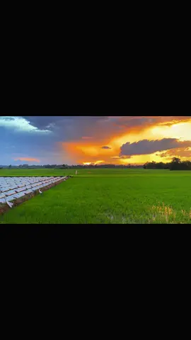 Cưới chính ❤️🥰#chillmientay🌾 #xuhuong #hoanghon #canhdep #xhhhhhhhhhhhhhhhhhhhhhhh 
