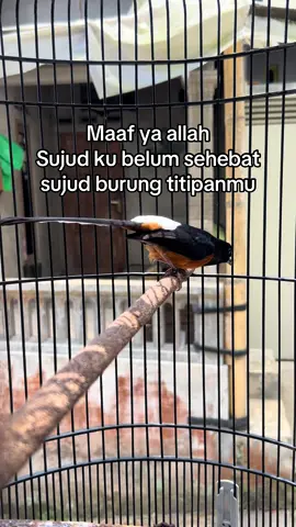 🙏🏻#fypシ゚ #donatsajaa_ #muraibatu #muraibatumania #muraibatugacor 