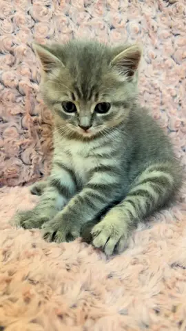 #funnycatsoftiktok😂😂😍cute #kitty #cats #kittens #fyp               