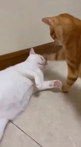 😸 Tadi katany minta dipijitin di kepala..