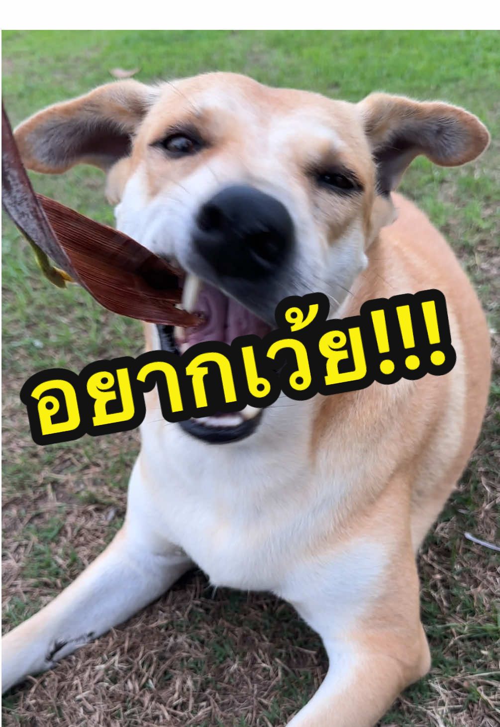 อยากเว้ย🤣🤣🤣 #ดำสู้ๆ #หมา #หมาน่ารักน่าเอ็นดู #สัตว์เลี้ยงtiktok #VoiceEffects 