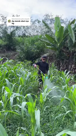 Membalas @gitos anugrah cara membasmi rumput pada tanaman jagung menggunakan calaris #petanijagung #petanijagungindonesia #jagungbalap🌽 