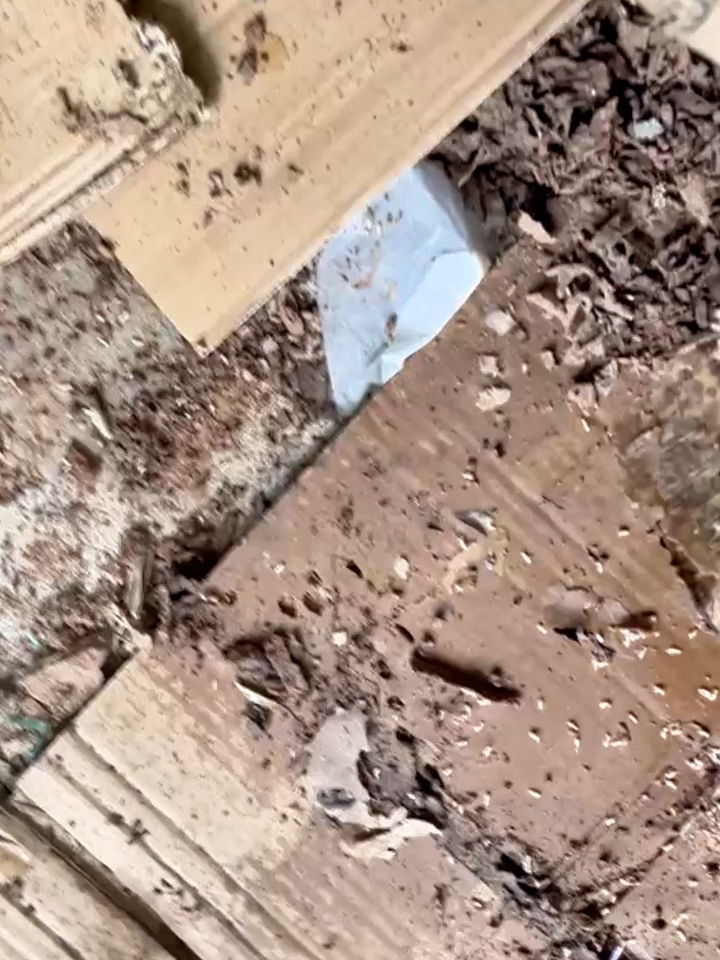 Chai xịt mối mọt Thảo Mộc Thái Lan 500ml Hiệu quả Cao #xitdietmoimot #xuhuong #xitmoithailan