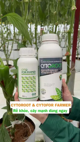 Rễ khỏe, cây mạnh dùng ngay CYTOROOT & CYTOFOR FARMER #funo #kienthucnongnghiepcongnghecao #viral #otchuong #rare 