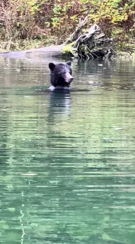 ❤️Grizzly encounter❤️@Heather 🐻🐻‍❄️ 