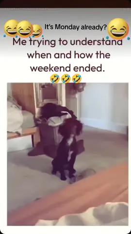 #creatorsearchinsights#It's Monday already?Me trying to understand when and how the weekend ended😂😆🤣#