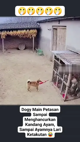 Hancur Kandang Ayam. 👉