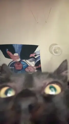 Papu papu tienes una videollmada😛 #fyp #humor #gato #comedia #viral 