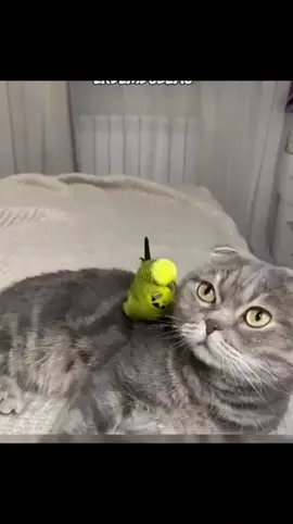 #fyppppppppppppppppppppppp #onthisday #taktaktak #tiktokindia #tiktokviral @buga 