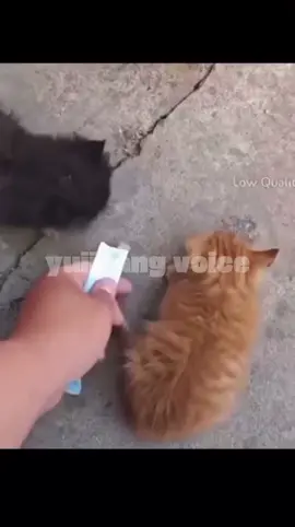 yey akhirnya sekian lama aku upload lagi ☝🗿 #dubbing #foryoupage #fyp #kucing     #yuiicang 