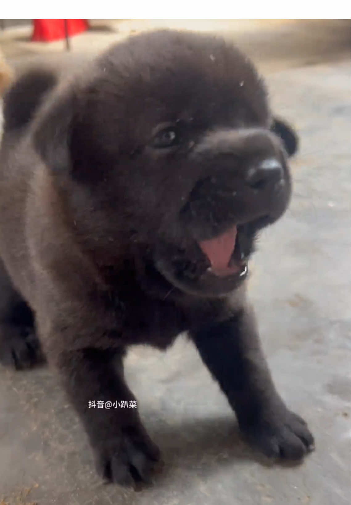 #dog #puppy #cutedog #pet #foryoupage 