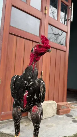 Ô mào cao chân vàng điểm mực cặp cựa bút chì giao lưu với ae #gà_chọi_việt_nam #gachoihungyen 