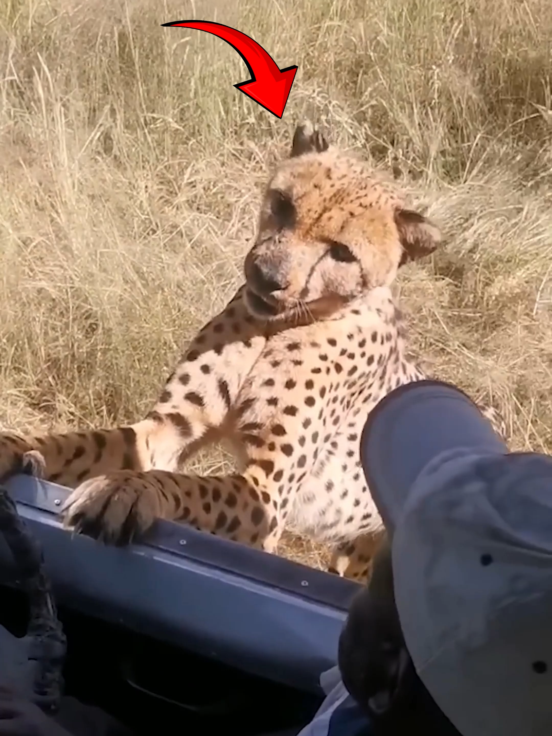 Why Cheetah Never Attack Humans? Follow Our Social Media: IG: @el_nino_tv TT: el_nino_tv FB: El Nino TV YT: EL NINO TV #cheetah #leopard #lion #tiger #wildlife #wild #predator #bigcat #animal #animals #AnimalFacts #viral #viralvideo #viraltiktok #trending #fypシ゚ #fyp