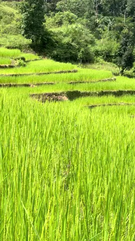Rice field in Tsirang.