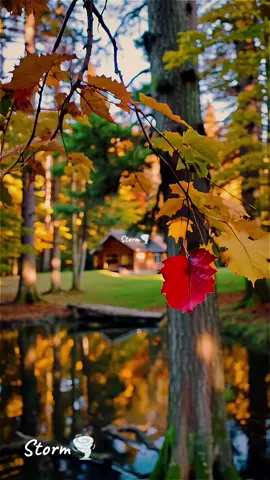 #لن يخذل من احسن الظن بالله....  #طبيعة_صباح_اصوات_الطبيعة_عصافير_نهر_مياه_هدوء_راحة_نفسية_استرخاء_ممتع #طبيعة_ورود_بحر_رومنس_حب_عصافير_خريف_منوع_موسيقى_عزف_بيانو #موسيقى_كاملة_طبيعة_بحر_عزف_رواق_هدوء_مميز_تركيا #عمر_خيرت_روائع_المقطوعات 