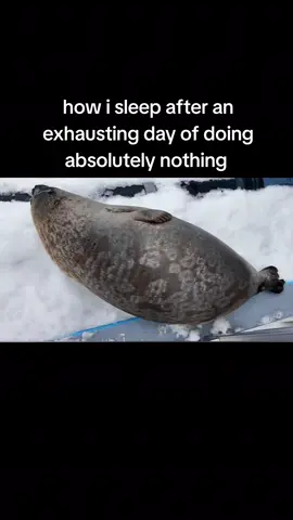 #seal #sleep #chubby #relax #fpyシ 