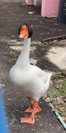 Nhạc choáy quá🤣