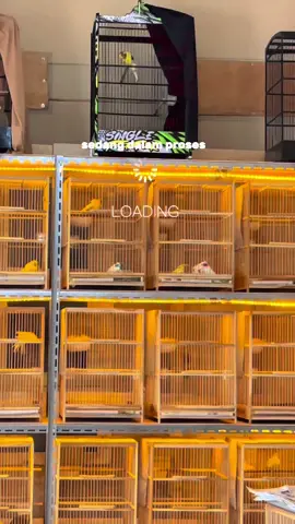 Nikmati prosesnya #kenari #kenarimaniaindonesia #kenarimania #kenarigacor #kenariprospek #kenariindonesia #kenariyorkshire #kenarirasmi 