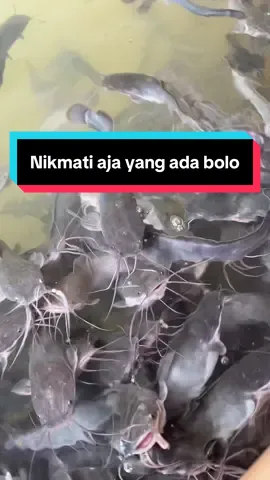 Nikmati aja Bolo#ikankonsumsi #budidayalele #budidayaikan #fyp 