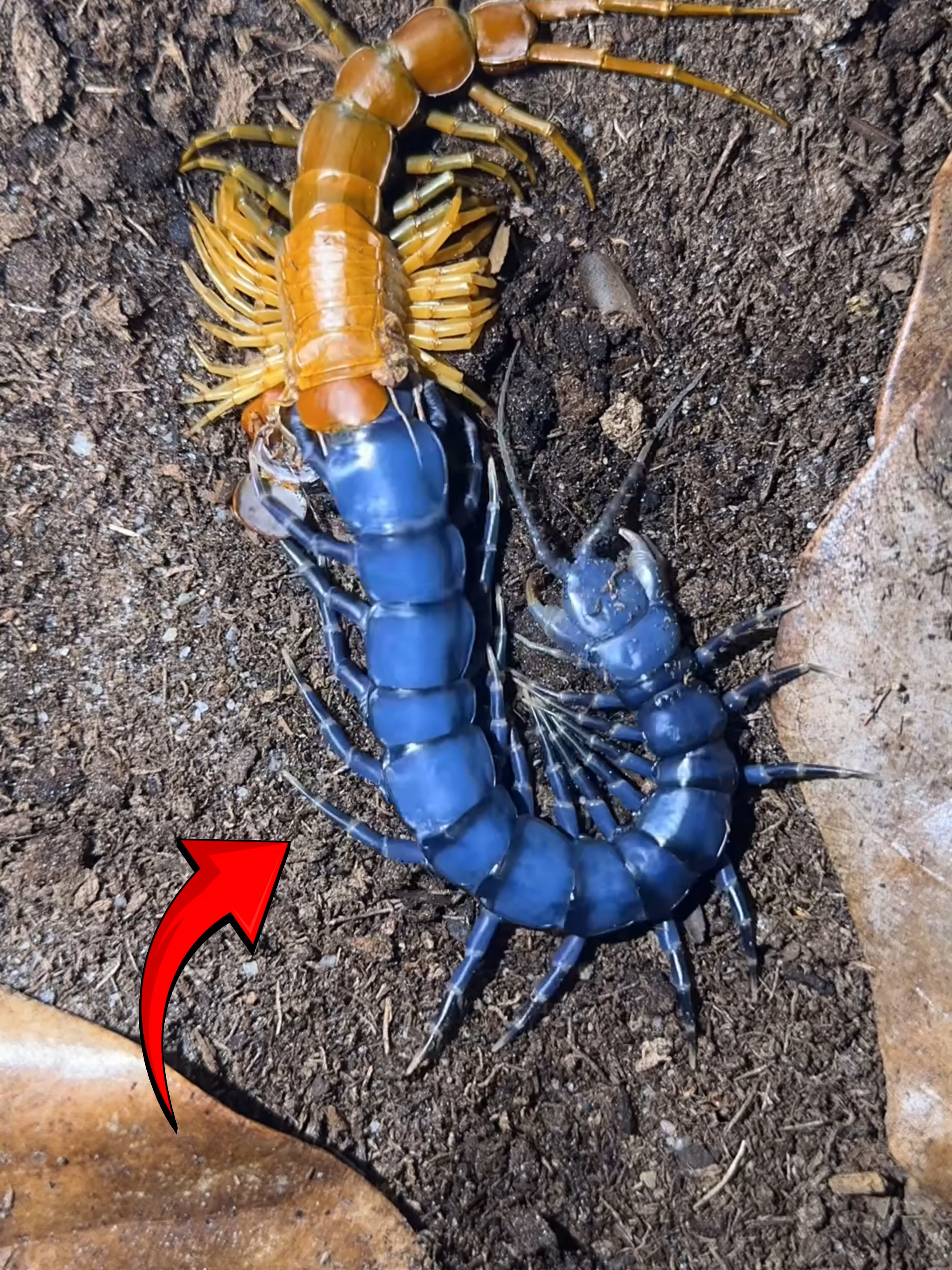 Giant Centipede Molting Transformation Follow Our Social Media: TT: @el_nino_tv IG: el_nin0_tv FB: El Nino TV YT: EL NINO TV #centipede #molting #transformation #insect #insects #animal #animals #AnimalFacts #viral #viralvideo #viraltiktok #trending #fyp #fypシ゚