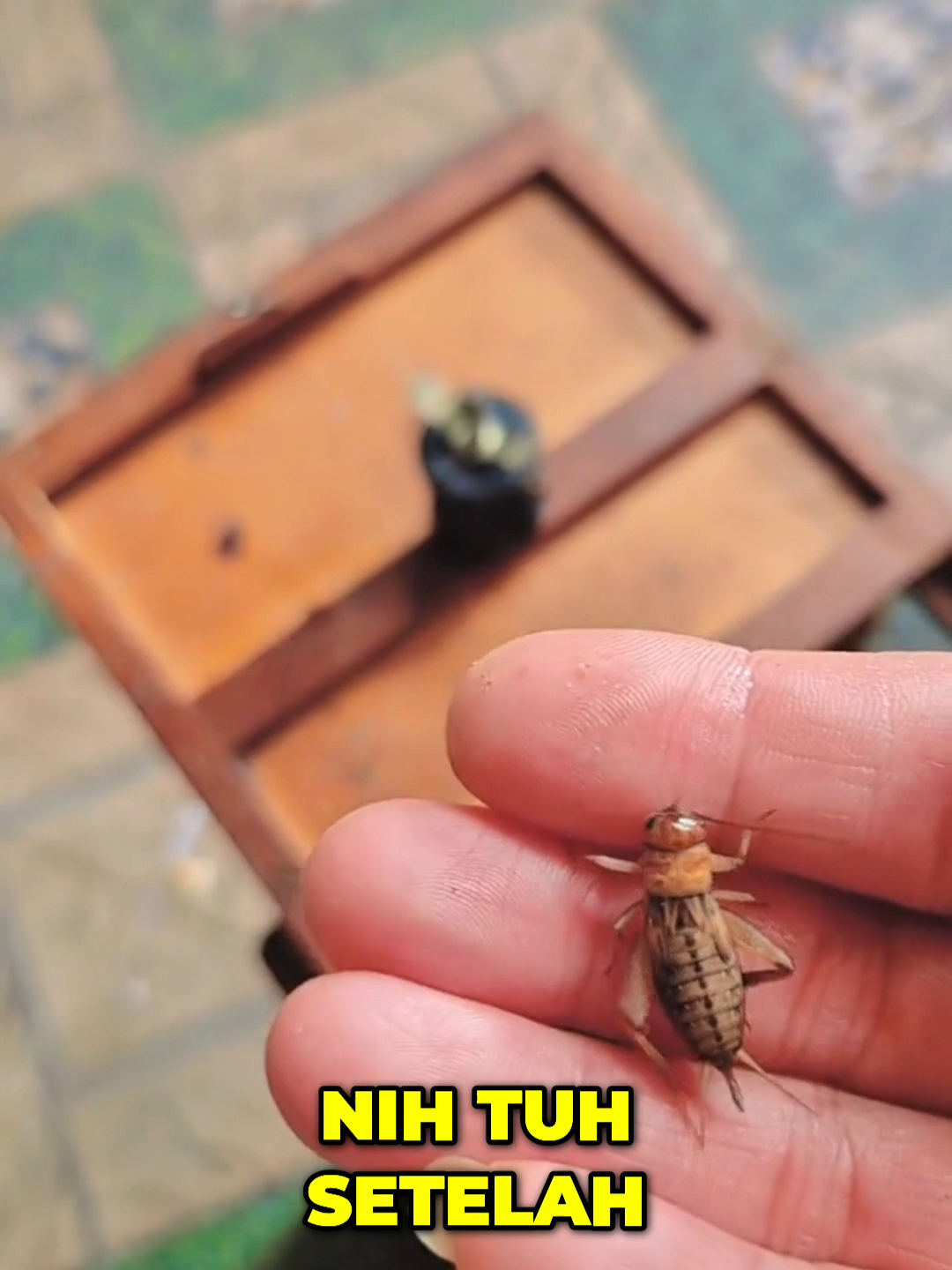 JABOST bikin Jangkrik jadi Gemoy & Gesit nutrisinya keisi #kicaumania #muraibatu #umikasum #perawatanburung #pakanjangkrik #jangkrikk