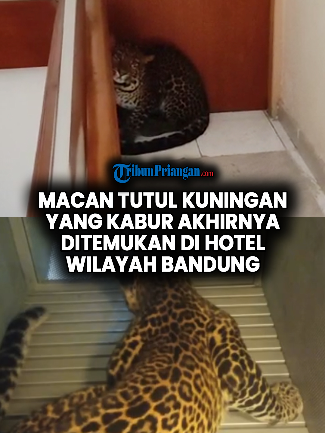Macan Tutul Kuningan yang Kabur dari Lembang Park & Zoo Diduga Ditemukan di Dalam Kamar Hotel TRIBUNPRIANGAN.COM - Sempat dinyatakan masuk Hutan Lindung Gunung Tangkubanparahu, macan tutul yang tempo hari kabur dari Lembang Park and Zoo diduga ditemukan di salah satu bangunan hotel pada Senin (6/10/2025). Macan tutul tersebut dilaporkan masuk ke dalam bangunan Hotel Anugerah yang berada di Jalan Padasaluyu, Kelurahan Isola, Kecamatan Sukasari, Kota Bandung, sekira pukul 06.50 WIB. Perlu diketahui, hotel tersebut berada di sebelah selatan Lembang Park and Zoo, sedangkan Hutan Lindung Gunung Tangkubanparahu berada di sebelah utara. Jarak antara Hotel Anugerah dan Lembang Park and Zoo sekira 5 kilometer jika ditarik garis lurus. (*) Video: Istimewa Jurnalis: Nandri Prilatama Prod. Video: Aldi M Perdana Ikuti juga informasi melalui akun media sosial dan website kami: Website: https://priangan.tribunnews.com/  Instagram: https://www.instagram.com/tribunpriangan Facebook: https://www.facebook.com/TribunPriangan Tiktok: https://www.tiktok.com/@tribunpriangan.com #MacanMasukHotel #Bandung #EvakuasiMacan #LembangParkandZoo #BeritaViral #Sukasari #DamkarBandung #Kuningan #JawaBarat