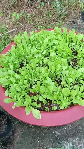 Phân hữu cơ tưới rau thoải mái nha mấy bà #phanhuuco #phanbon #trongcay #lamvuon #muasam 