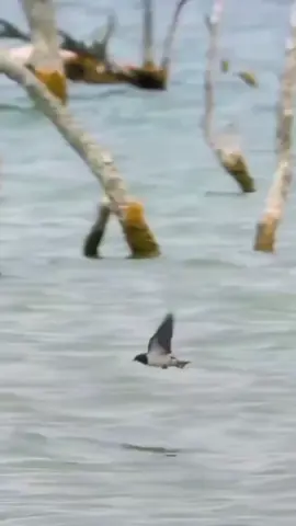 #fish #attacked #insects #bird #snake 