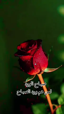 #صباح_الخير 💕