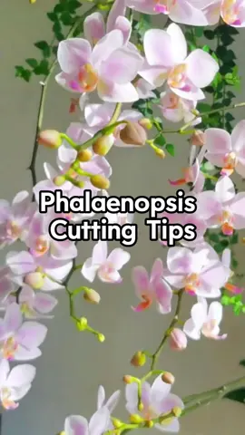 Phalaenopsis cutting tips #homegarden #plants #garden #houseplants #indoorplants #flowers #planting #gardening #plant #cutting 