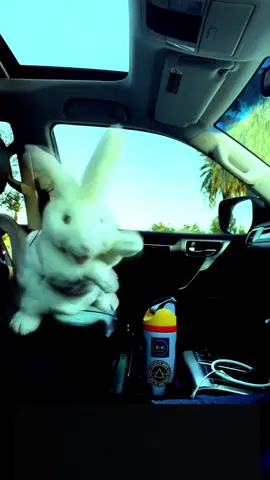 dare - gorillaz ★ #dare #gorillaz #bunny #puppetry #fyp @Gorillaz 