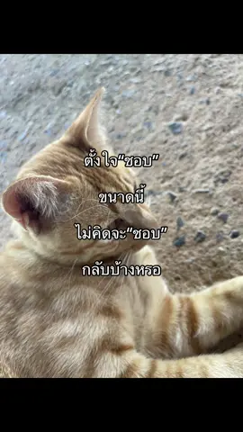 #ฟีดดดシ #ยืมลงสตอรี่ได้ #ใจจ #โสดเว้ยย 