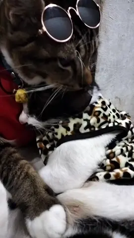 🥰#kucinglucu #fypシ゚viral 